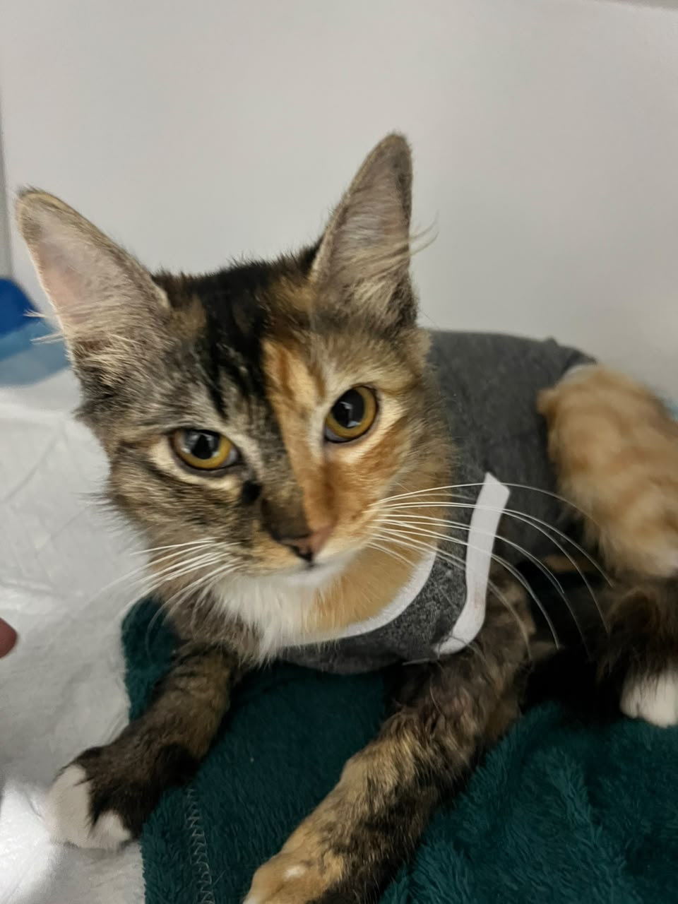 Pet fofo tosado com laço na MioPet Taubaté